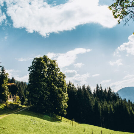 Sonniger Waldweg mit Blick auf die Berge