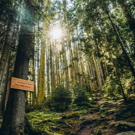 Sonnenlicht zwischen den Bäumen am Waldweg