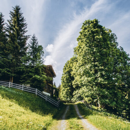 Waldweg zwischen grünen Wiesen und alten Bäumen