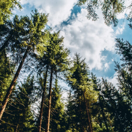 Sonnenstrahlen fallen durch den Bergwald
