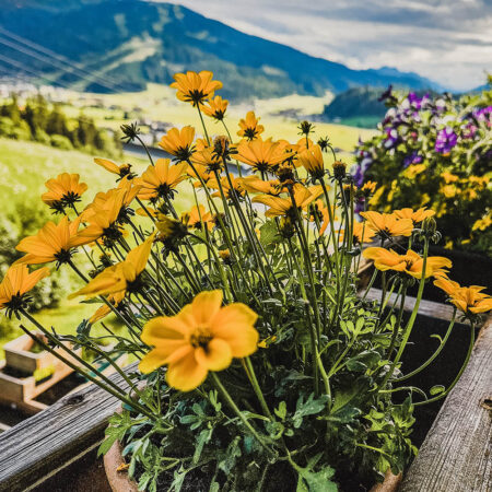 terrasse-appartement-sommer-2