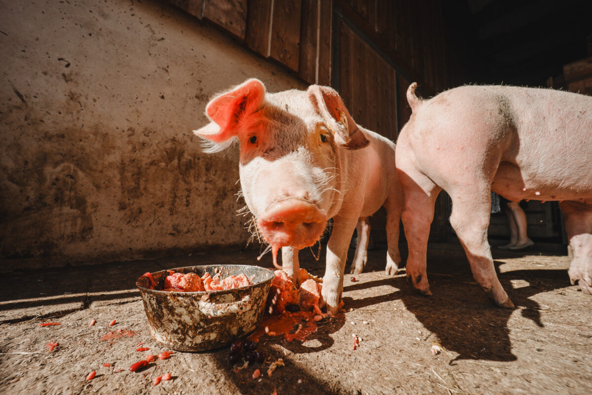 Zwei Schweine fressen aus einer Schale